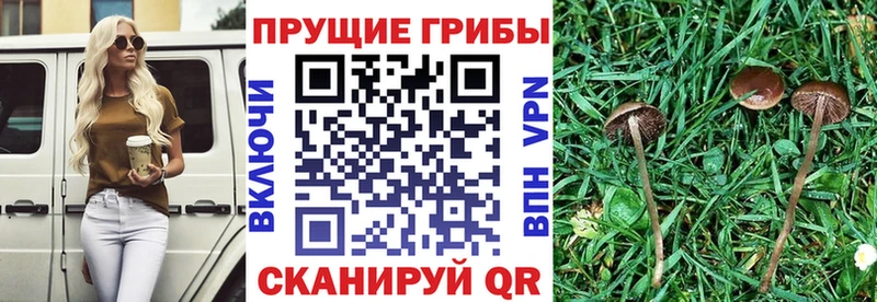 Псилоцибиновые грибы MAGIC MUSHROOMS  купить наркотик  Карталы 